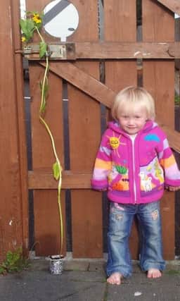Katie Reid from Ballycastle pictured with her Sunflower. Her Grandfather Joe Reid from Ballintoy is probably one of the best known Gardeners in the area and is well know for growing Sunflowers,so Katie is stepping in her Granda's with Greenfingers