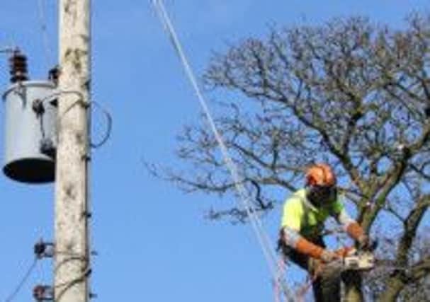Don't cut back on safety - NIE tree cutters take the safe approach to trimming trees