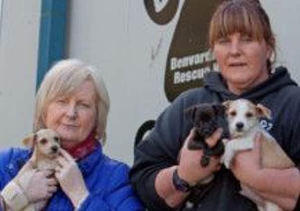ABANDONED. Environmental Warden Karen Mitchell and Louise Neill from B.A.R.K. with three little pups that were abandoned in Ballymoney.INBM42-13 018SC.
