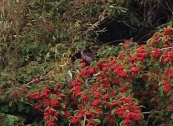 One of the monkeys that escaped from Belfast Zoo last week turned up in the grounds of Ben Madigan Preparatory School on the Antrim Road.