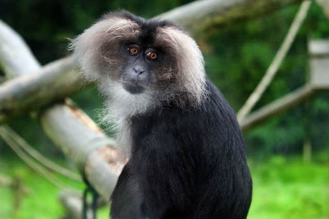 A lion-tailed macaque.