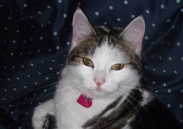Binky is a 2 year old tabby and white female cat. She is very friendly, has been microchipped and neutered. Last seen near Ratheane Nursing Home in Mountsandel, Coleraine. A very much loved and missed pet. Reward will be given for safe return. Contact 07772050068 if any info. INCR44-13