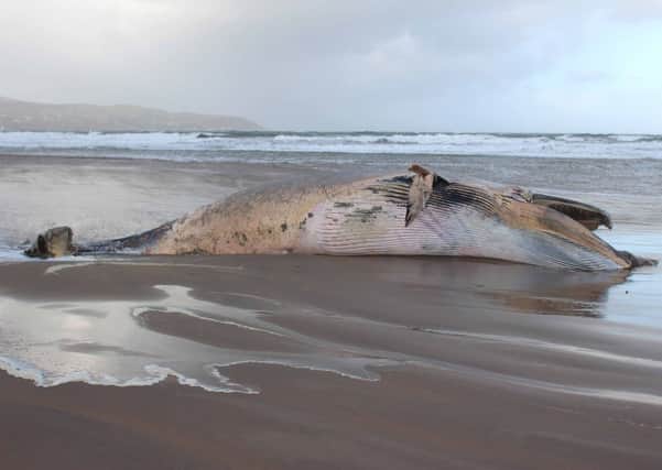 The minke whale which has been washed up at Magilligan.