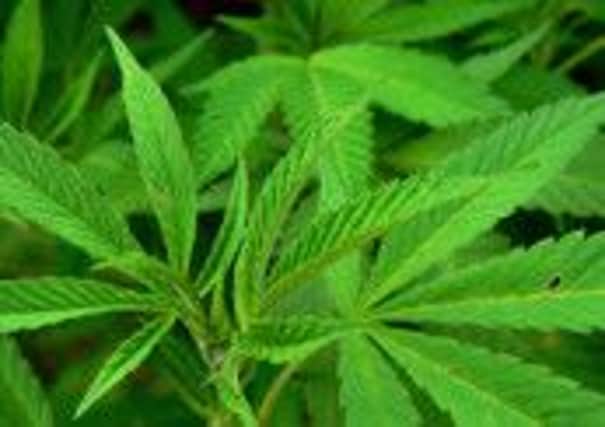 Cannabis plant, generic image.