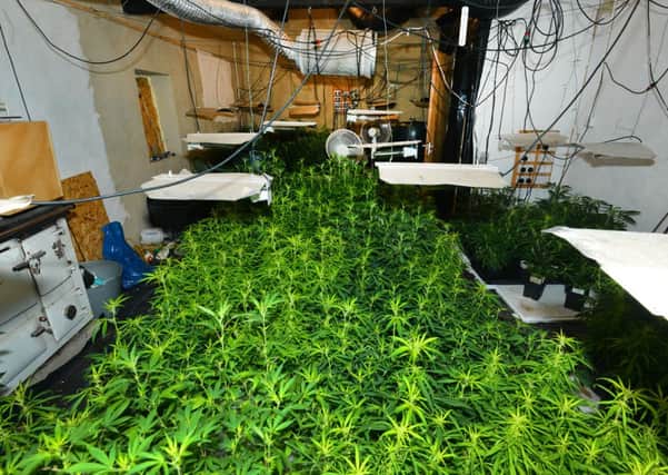 Cannabis plants uncovered in Ballymena on Monday evening.