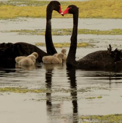 Black Swans at Inch Lake and Fahan 2014.