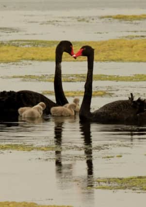 Black Swans at Inch Lake and Fahan 2014.