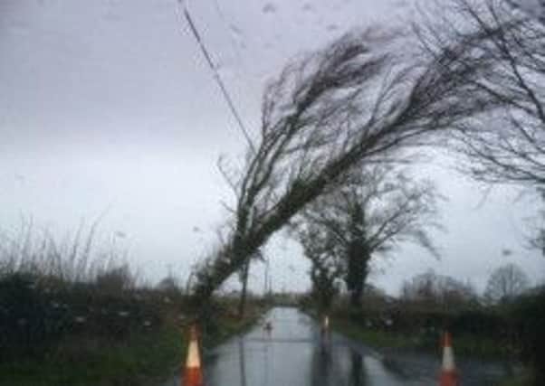 A fallen tree is held up by a telephone line on the Dunkirk Road.
