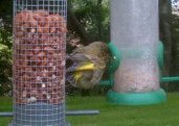 A baby goldfinch on the feeder at the home of Sentinel Reporter Olga Bradshaw.