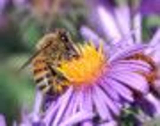 Get buzzy with a 10 week course being offered by Mid Antrim Beekeepers Association.