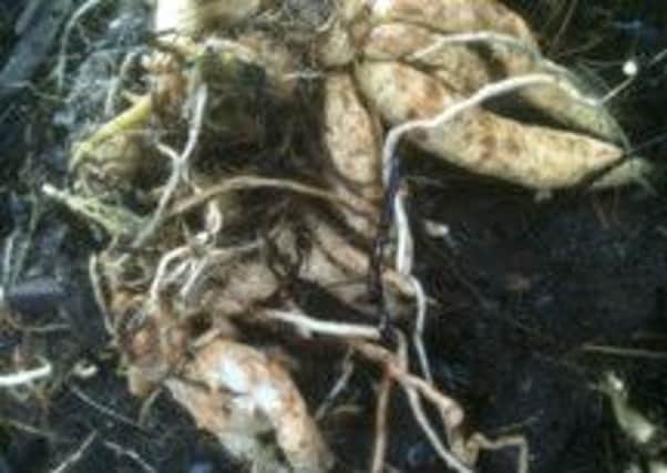 "Poison parships" otherwise known as hemlock have been washed onto Drains Bay beach. INLT 06-658-CON