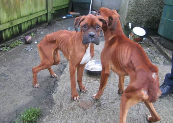 The two dogs located in Raphoe.