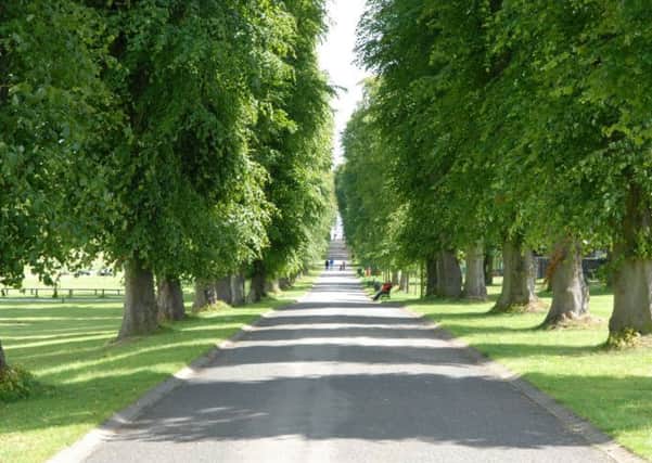 The Lime tree lined avenue in Lurgan Park. INLM2611-521gc