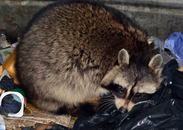 The Raccoon Dog which was found in an industrial bin in the Lough Road area. INLM07-231 Photo by TONY HENDRON.