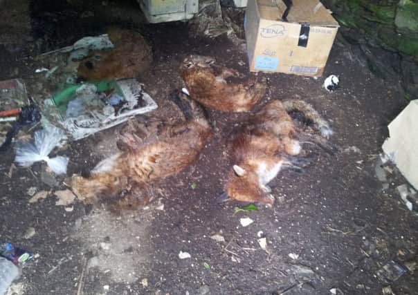 The gruesome scene in Ardmore, where a number of dead foxes were discovered by a familty over the weekend.