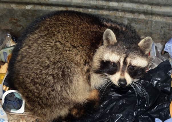 The raccoon which was found in an industrial bin in the Lough Road area. Photo by TONY HENDRON.