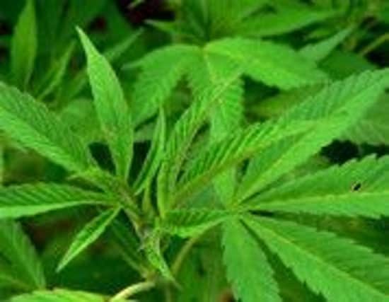 Generic cannabis plant