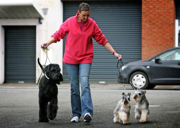 Barbara Evans, of Mount Slemish Kennels and Grooming, with Giant Schnauzer Zorro and Mini Schnauzer Morse and Solo, who will be competing at Crufts in March. INBT09-211AC