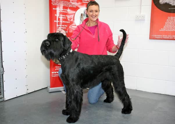 Barbara Evans, of Mount Slemish Kennels and Grooming, with Giant Schnauzer Zorro. INBT09-212AC