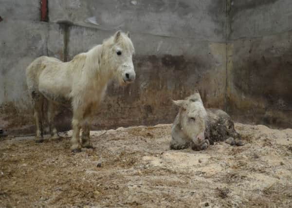 A donkey - dubbed Millie by 'The Donkey Sanctuary' - and pony have been recovered from their abandonment in a County Tyrone field.