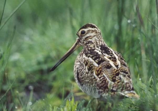 Snipe, Gallinago gallinago, adult, male in boggy edge of pasture. Photo by Andy Hay (rspb-images.com)