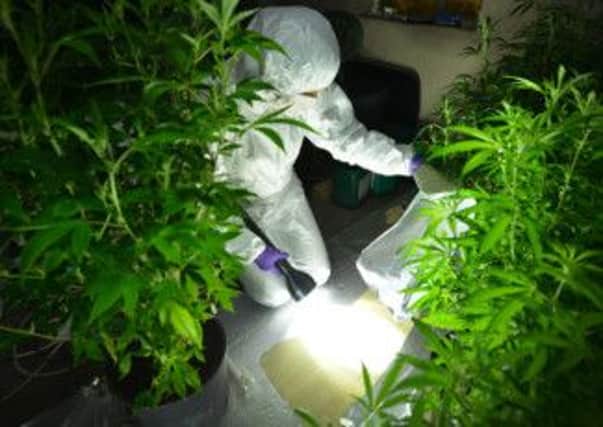 Forensic scientist examines cannabis plants