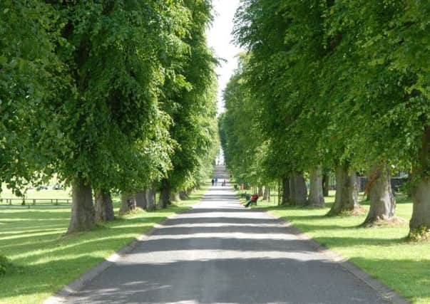 The Lime tree lined avenue in Lurgan Park. INLM2611-521gc