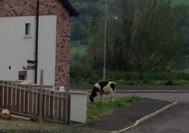 Cattle have been spotted roaming in parts of the Copperthorpe development.