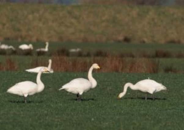 Whooper swans, adults feeding in field by River Foyle,  Northern Ireland