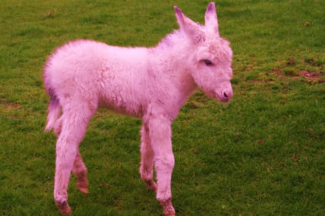 In the pink...the little donkey foal from Ballycastle. INBM20-14