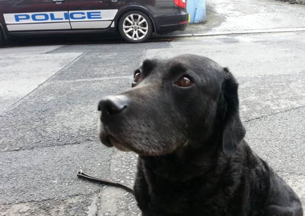 Max the sniffer dog who was involved in the search of a house in the Galgorm Road area of Ballymena on Monday.