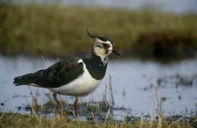 Lapwing: adult feeding in wet meadow at Elmley Marsh RSPB reserve. February 1998.