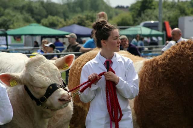 This young girl waits to have her bull judged in the cattle section of the Ballymena Show. INBT23-241AC