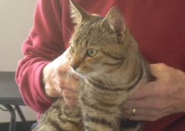 Buddy has been reunited with his owner thanks to his microchip.