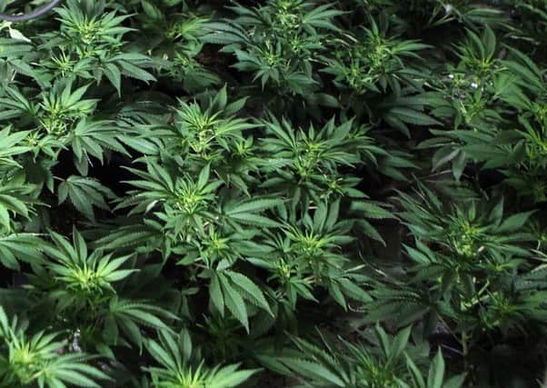 Unprocessed cannabis plants