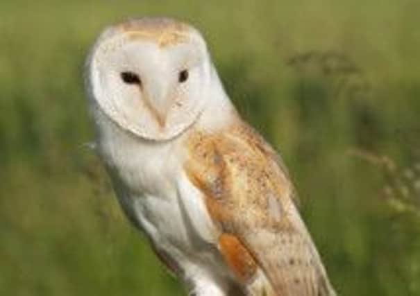 Threatened - barn owl