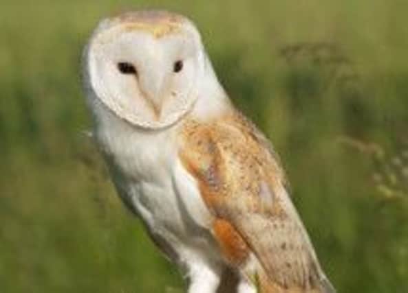 The barn owl. Pic by Richard Bowler