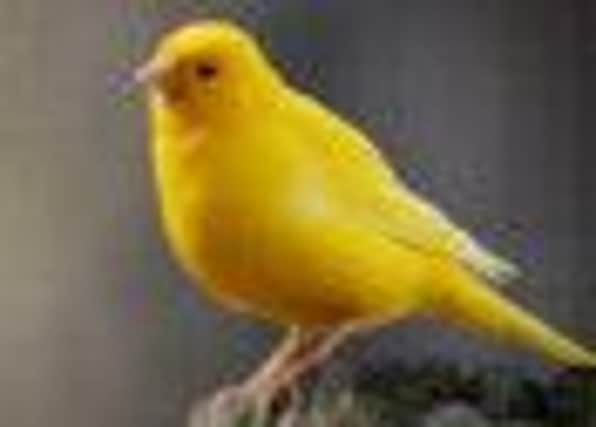 Have you lost your canary?