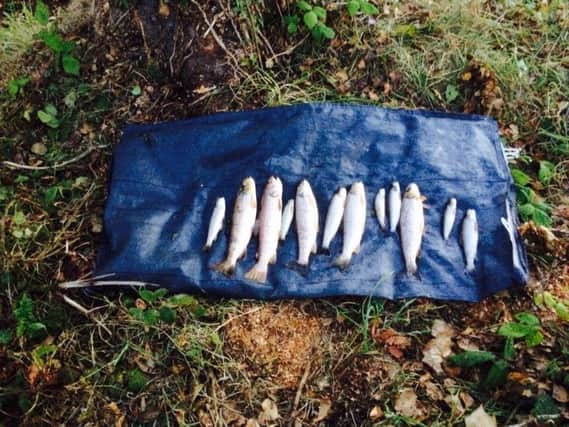 Fish kill in Glenavy last week