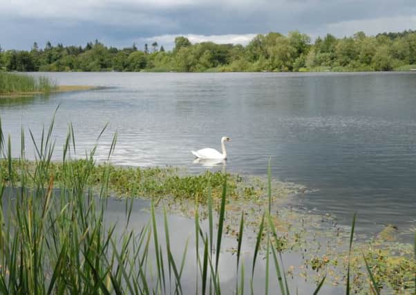 A swan on Lurgan Park Lake. INLM2611-517gc
