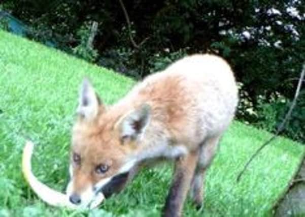 A fox eating melon rinds in the garden.
