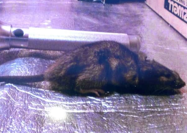 One of the many large rats caught at the house in Fairview Parade, Carnmoney. The torch in the picture is 11 inches long, meaning the rat measures well over a foot, nose to tail. INNT 29-507CON