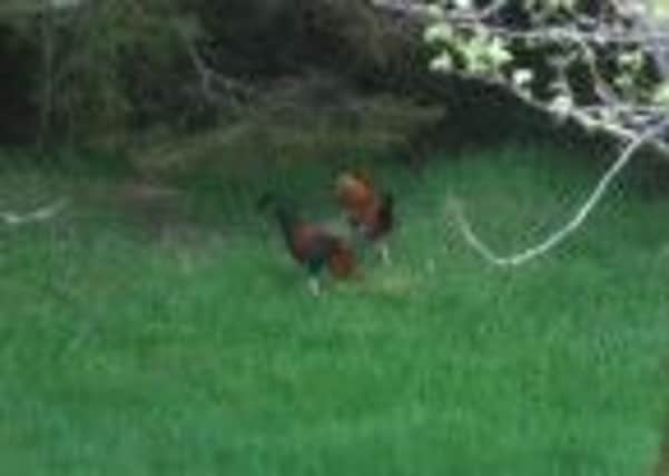 Roosters found at remote location in Sperrin mountains.