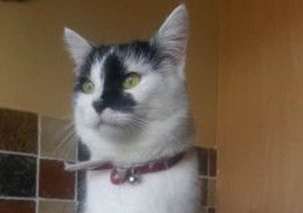 Two-and-a-half year old female Fluff went missing from the Farmhill Cattery in the Woodburn area.  INCT 31-721-CON