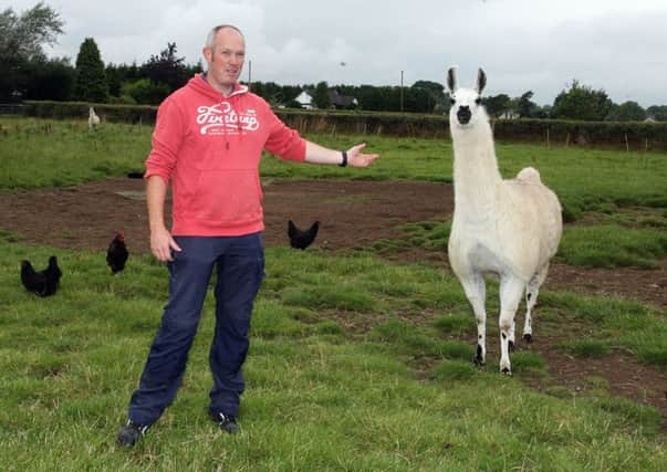 Nigel Logan with one of the Llamas that will be at the Hillstown Farm Shop funday. INBT32-202AC