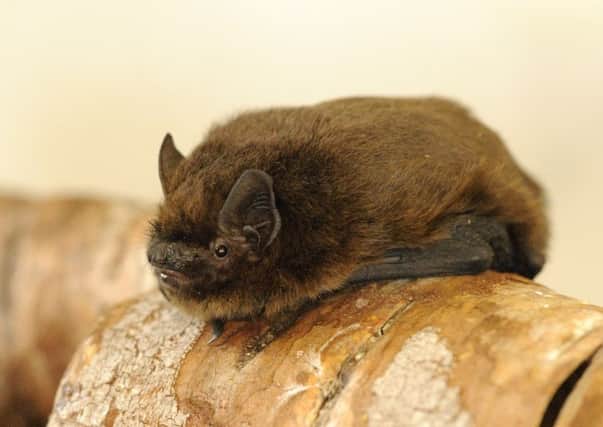 Newtownabbey Borough Council and Ulster Wildlife are hosting a bat themed workshop at Mossley Mill on Saturday, August 16. Pictured is a beautiful pipistrelle bat. INNT 32-502CON Pic by Amy Lewis