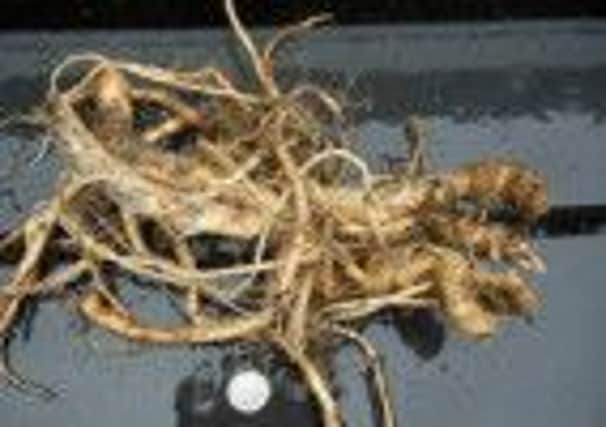 The tuberous roots of hemlock water dropwort - better known as poison parsnip - are extremely toxic to humans and animals.