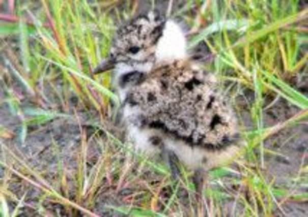 A lapwing chick at Glenwherry. INLT-34-723-con