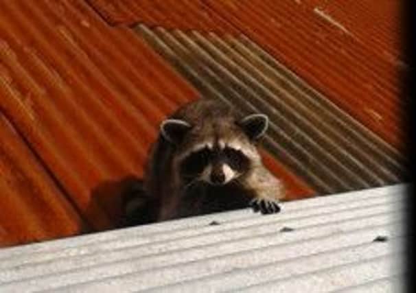 The raccoon which was found at a house in Ballymena.