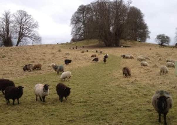 NIEA rare breed sheep at Clogherhill Fort, they are now gone and the site has been let commercially